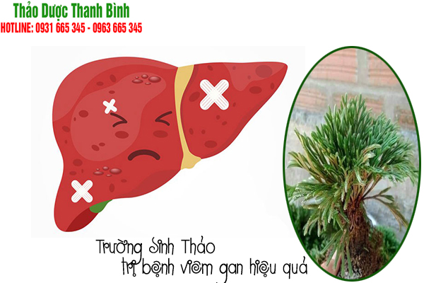 trường sinh thảo tại thảo dược thanh bình