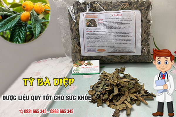 Tỳ bà diệp Thảo Dược Thanh Bình