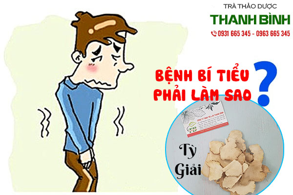 tỳ giải thảo dược thanh bình