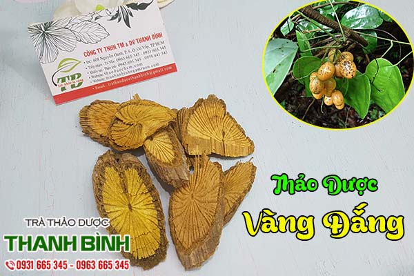 cây vàng đắng thảo dược thanh bình