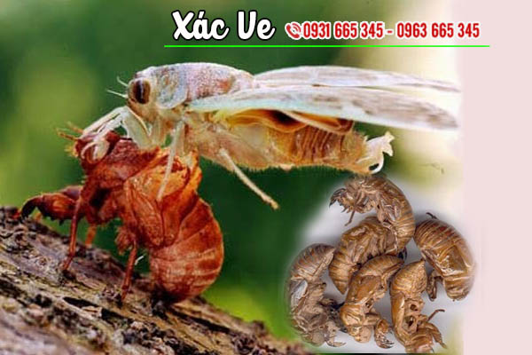 xác ve thảo dược thanh bình