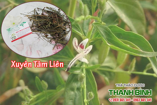 xuyên tâm liên thảo dược thanh bình