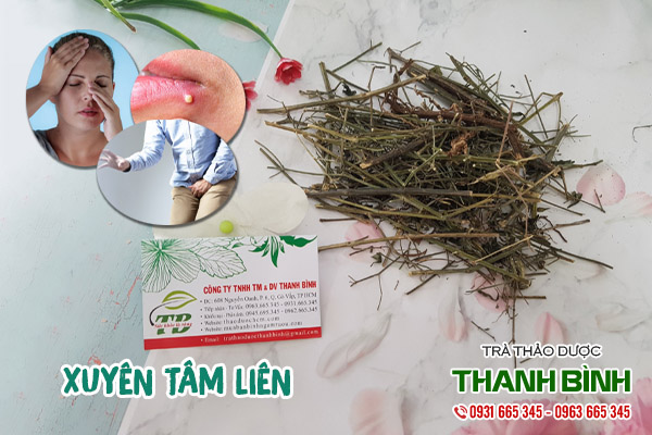 xuyên tâm liên tại thảo dược Thanh Bình