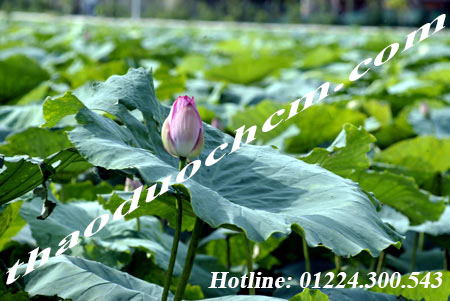 Mua bán lá sen khô tại tp hcm hạ mỡ máu tốt nhất