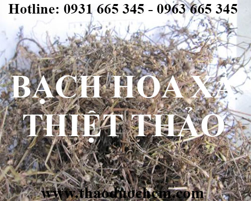 Mua bán bạch hoa xà thiệt thảo tại huyện phúc thọ hỗ trợ chữa rắn độc cắn