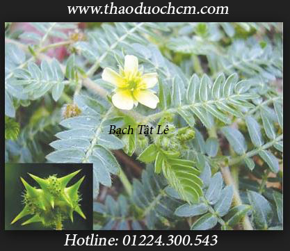 Mua bạch tật lê tại quận 7 có tác dụng điều trị bệnh mắt đỏ tốt nhất