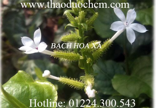 Mua bạch hoa xà thiệt thảo ở đâu tại tp hcm ???
