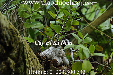 Mua cây bí kì nam ở đâu tại tp hcm ???