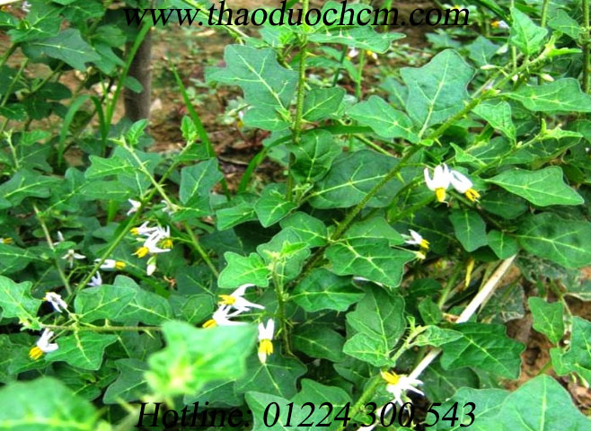 Mua bán cà gai leo ở bình phước | cà gai leo giúp phòng chống ung thư