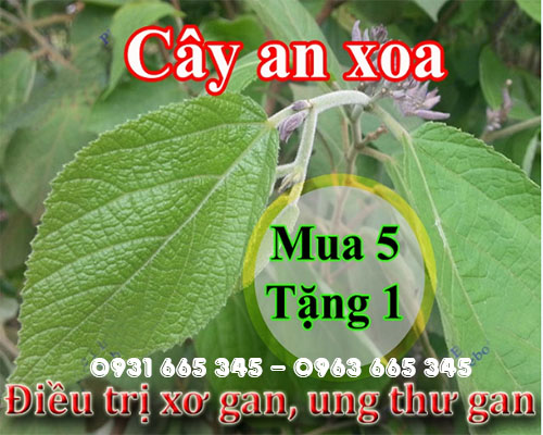 Mua cây an xoa ở đâu tại hà nội uy tín chất lượng nhất ???