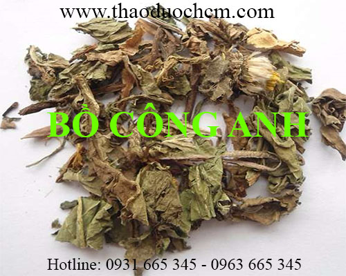 Mua bán cây bồ công anh tại bắc giang có tác dụng tán sưng hiệu quả 
