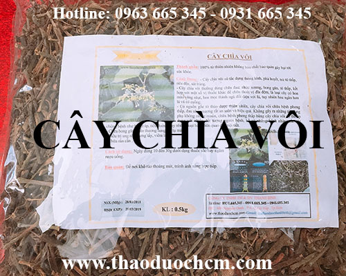 Mua bán cây chìa vôi tại huyện thường tín giúp điều hòa huyết áp tốt nhất