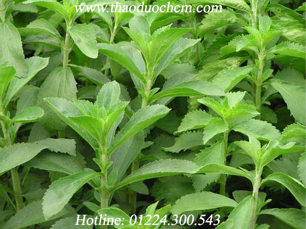 Công dụng của cây cỏ ngọt giúp ổn định đường huyết hiệu quả nhất