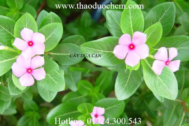 Mua bán cây dừa cạn tại huyện sóc sơn giúp chữa trị chứng tiêu khát