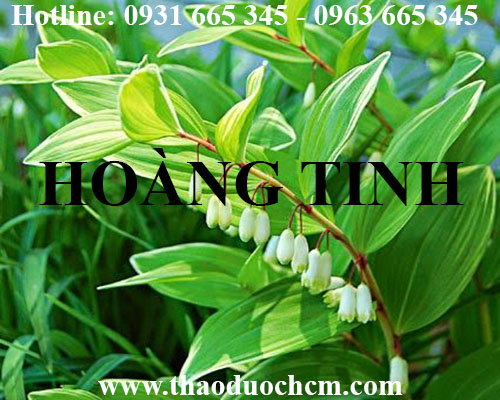 Mua cây hoàng tinh ở đâu tại tp hcm ???