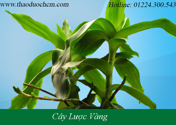 Mua bán cây lược vàng tại quận 11 giúp điều trị sơ gan hiệu quả nhất