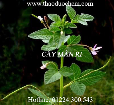 Mua cây mần ri ở đâu tại tp hcm ???