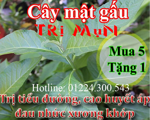 Mua bán cây mật gấu tại huyện đông anh giúp phòng và chữa sỏi mật