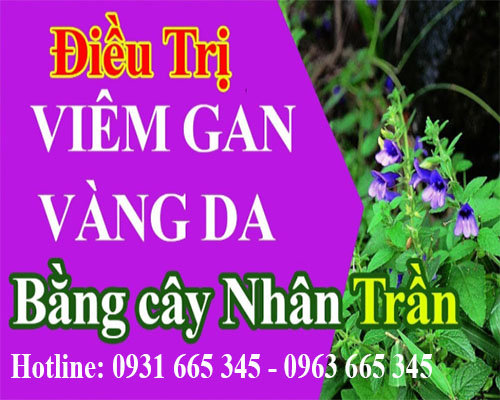 Mua bán cây nhân trần tại quận ba đình uy tín chất lượng tốt nhất
