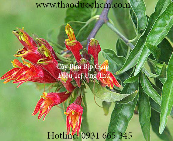 Mua bán cây bìm bịp xương khỉ tại an giang giúp điều trị ung thư hiệu quả