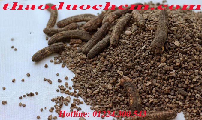 Mua chuối hột rừng giá rẻ uy tín chất lượng nhất ở đâu?