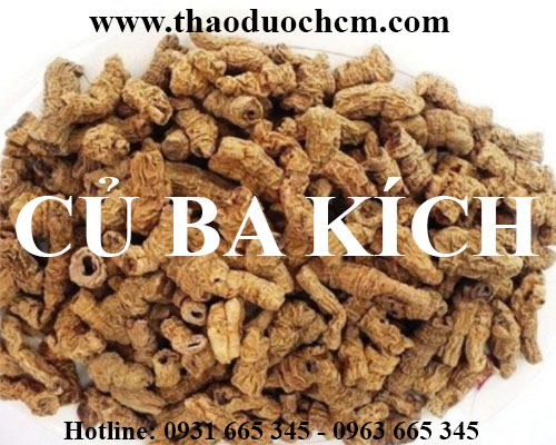 Mua bán củ ba kích tím tại huyện mỹ đức giúp bổ thận tráng dương rất tốt