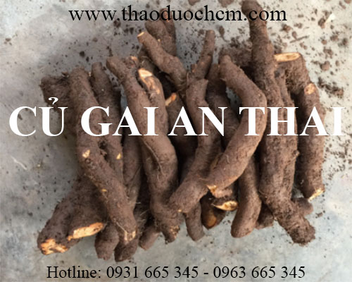 Mua bán củ gai an thai tại huyện mỹ đức có tác dụng thanh nhiệt cơ thể