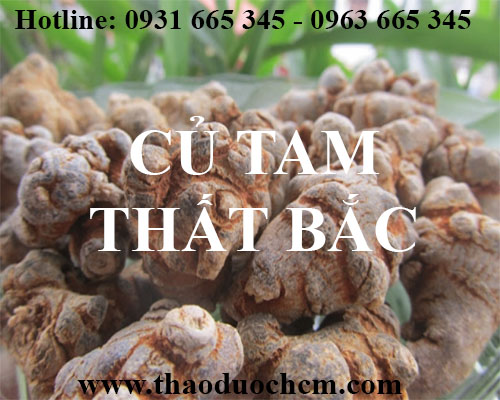 Mua bán củ tam thất bắc tại quận đống đa giúp hoạt động sinh lý tốt nhất
