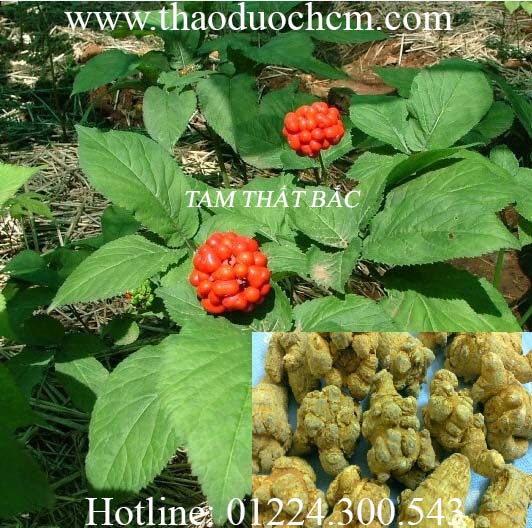 Mua bán củ tam thất bắc tại cần thơ có công dụng chữa trị đau bụng kinh