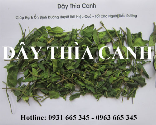 Mua dây thìa canh ở đâu tại hà nội uy tín chất lượng nhất ???
