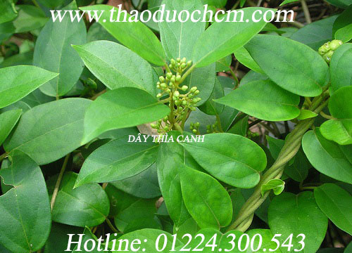 Mua bán dây thìa canh ở thái nguyên có tác dụng chống béo phì