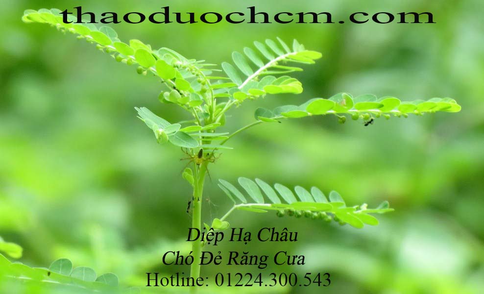 Công dụng của diệp hạ châu trong điều trị đau nhức xương khớp hiệu quả nhất