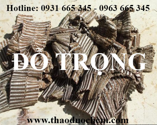 Mua bán đỗ trọng tại quận long biên giúp điều trị bệnh đau lưng hiệu quả