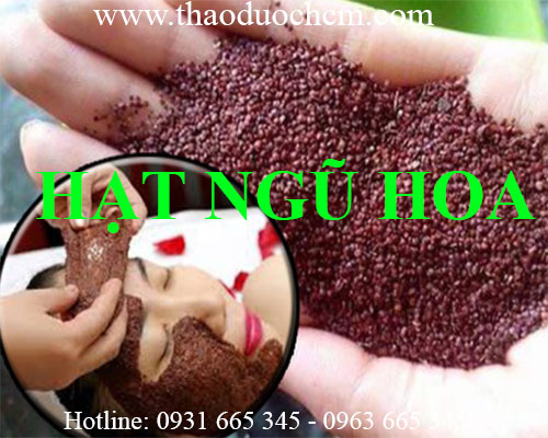 Mua bán hạt đình lịch tại kiên giang có tác dụng làm da khỏe mạnh 