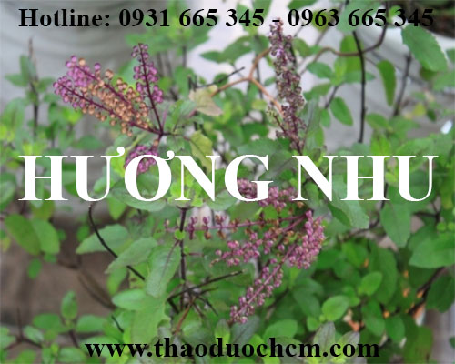 Mua bán hương nhu tại quận đống đa giúp ngăn ngừa rụng tóc hiệu quả