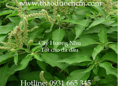 Mua bán hương nhu chất lượng tại cần thơ giúp kháng viêm tốt nhất