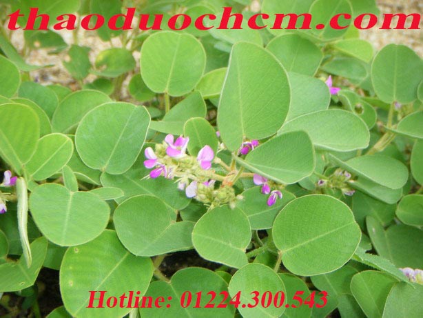 Cách sử dụng kim tiền thảo giúp điều trị sỏi thận tốt nhất