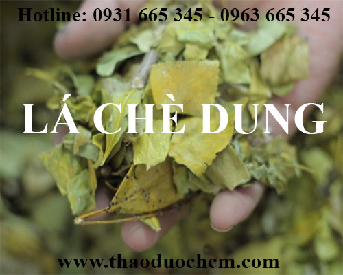 Mua bán lá chè dung tại huyện thanh oai giúp giảm đau nhức xương tốt nhất