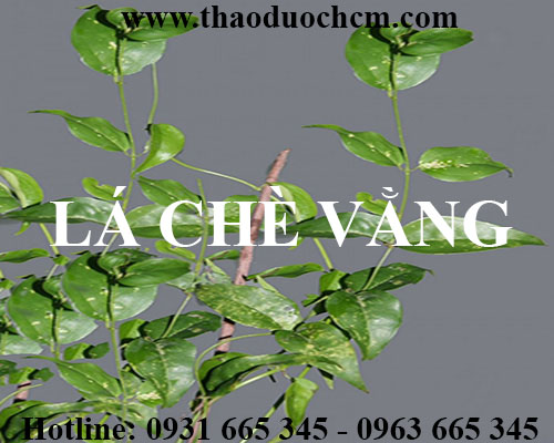 Mua lá chè vằng ở đâu tại hà nội uy tín chất lượng nhất ???