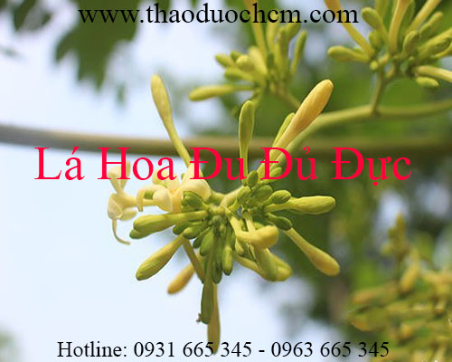 Mua bán lá hoa đu đủ đực ở hậu giang giúp chữa trị bệnh đường ruột