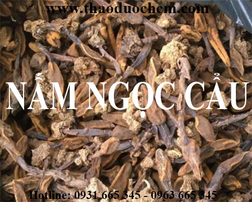 Mua bán nấm ngọc cẩu tại huyện ứng hòa rất tốt trong điều trị bệnh tiêu hóa