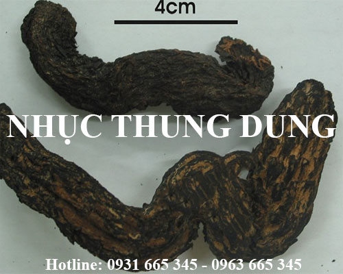 Mua bán nhục thung dung tại quận thanh xuân giúp trị chứng huyết hư
