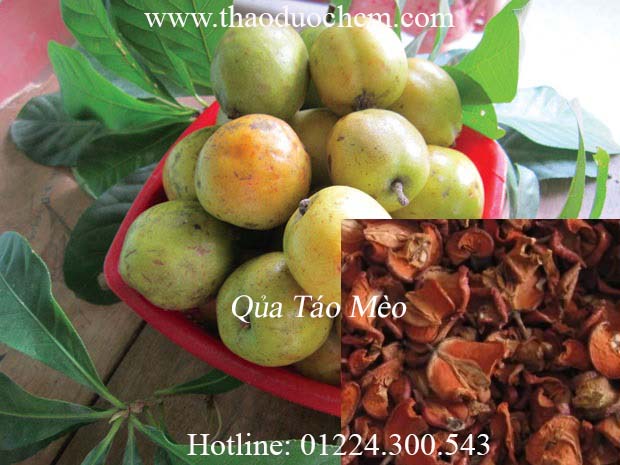 Mua táo mèo ở đâu tại tp hcm ???