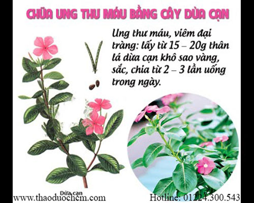 Mua bán cây dừa cạn tại quận ba đình uy tín chất lượng tốt nhất