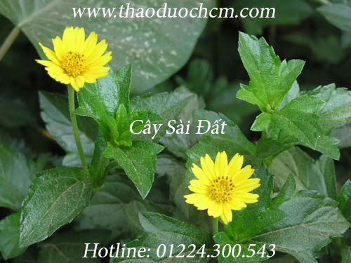 Mua bán cây sài đất tại quận 11 có tác dụng điều trị mụn nhọt giải độc