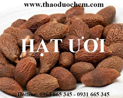 Mua hạt ươi ở đâu tại hà nội uy tín chất lượng nhất ???