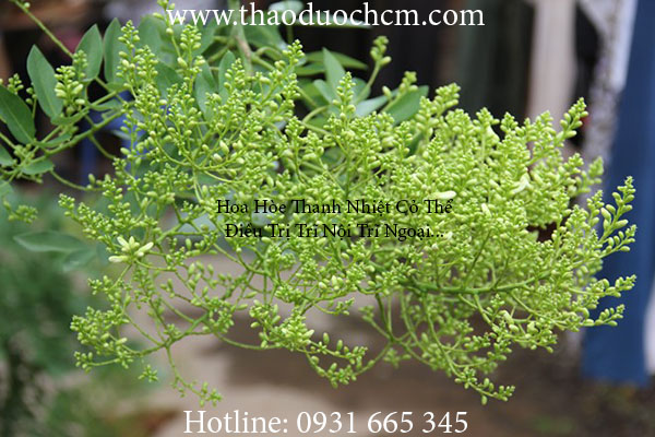 Mua bán hoa hòe tại bình phước giúp cơ thể kháng khuẩn hiệu quả nhất