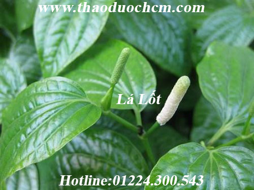 Mua bán lá lốt tại quận gò vấp điều trị thoát vị đĩa đệm hiệu quả nhất