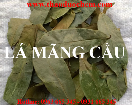 Mua bán lá mãng cầu xiêm tại huyện thanh trì rất tốt trong trị sỏi thận