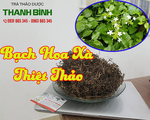 Mua bán bạch hoa xà thiệt thảo tại quận 5 hỗ trợ điều trị viêm đường tiết niệu